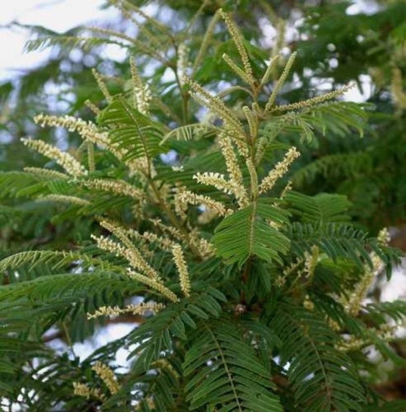 SHOP 360 GARDEN Acacia suma, Acacia polyacantha, White catechu, White