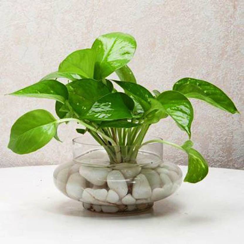 MODERN PLANT Money Plant Price in India Buy MODERN PLANT Money Plant
