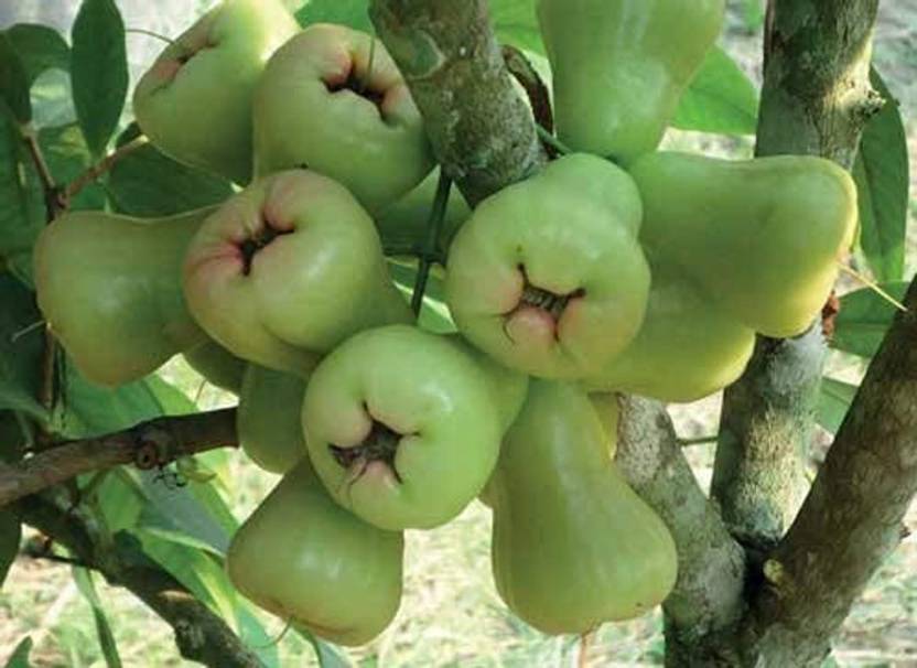 Trothic Gardens Rare Syzygium Samarangense Green Water Apple Mala Apple Champa Java Apple Fruit