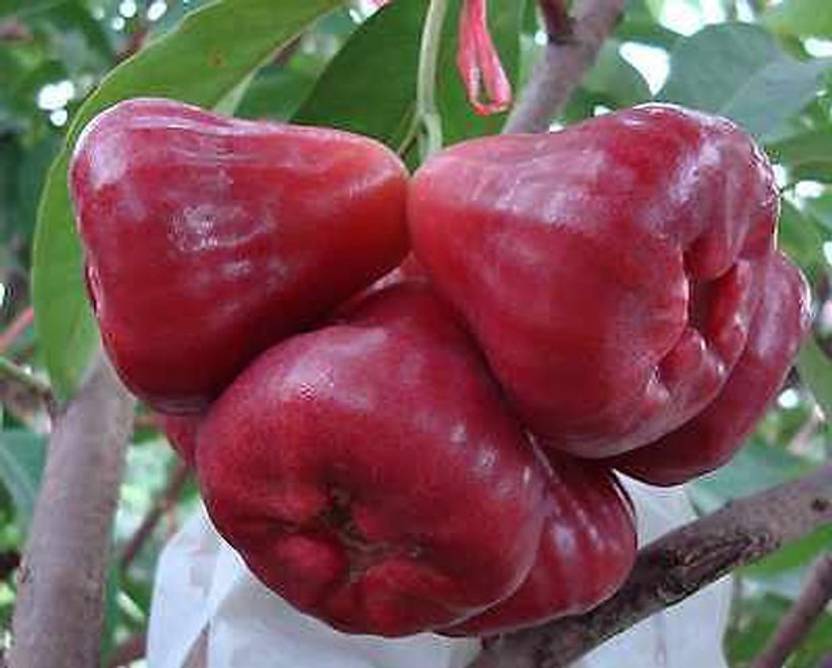 Trothic Gardens Rare Syzygium samarangense Red Water Apple Mala Apple