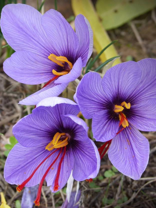 SHOP 360 GARDEN Crocus Sativus Kashmir Saffron Bulbs (Not Seeds) Pack