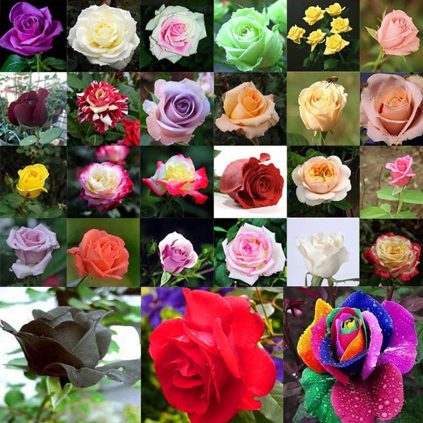 BANDARIS HORTICULTURE MEXICAN ROSES MIX & GIFT Seed Price in India Buy BANDARIS HORTICULTURE