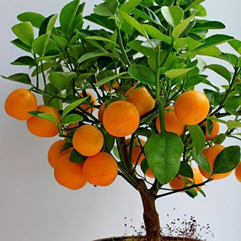 Trothic Gardens Healthy Live Fruit Plant Orange Santra Live Plant For