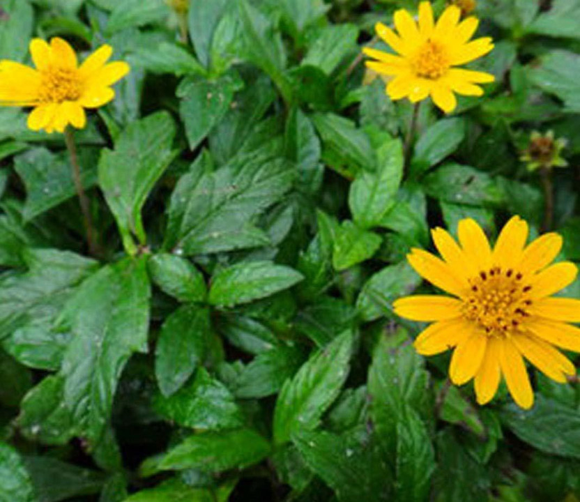Kapebonavista Kapebonavista Sunflower Plant  sapling(Pack of 1) - Flipkart Deal