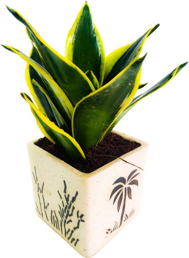 Sansar Nursery Snake Plant Price in India Buy Sansar