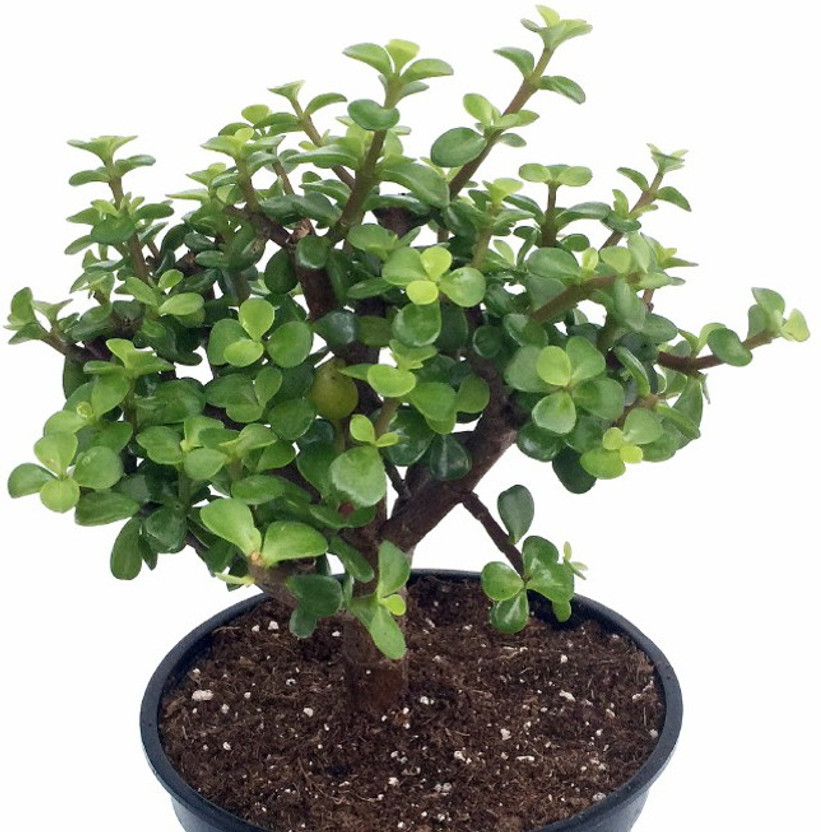 Samarthgreens Jade Plant(Hybrid, Pack of 1)