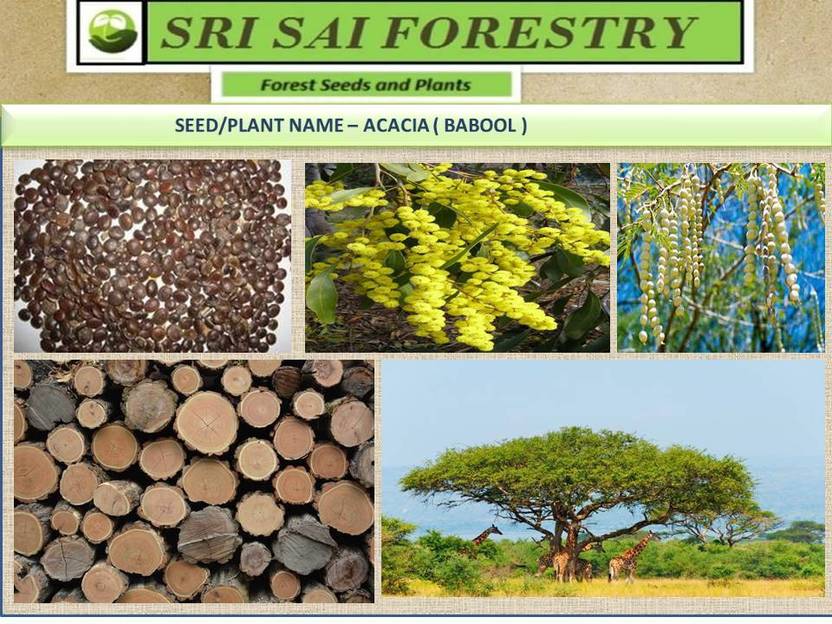 SRI SAI FORESTRY Indian Babool,Acacia nilotica tree seeds for Natural