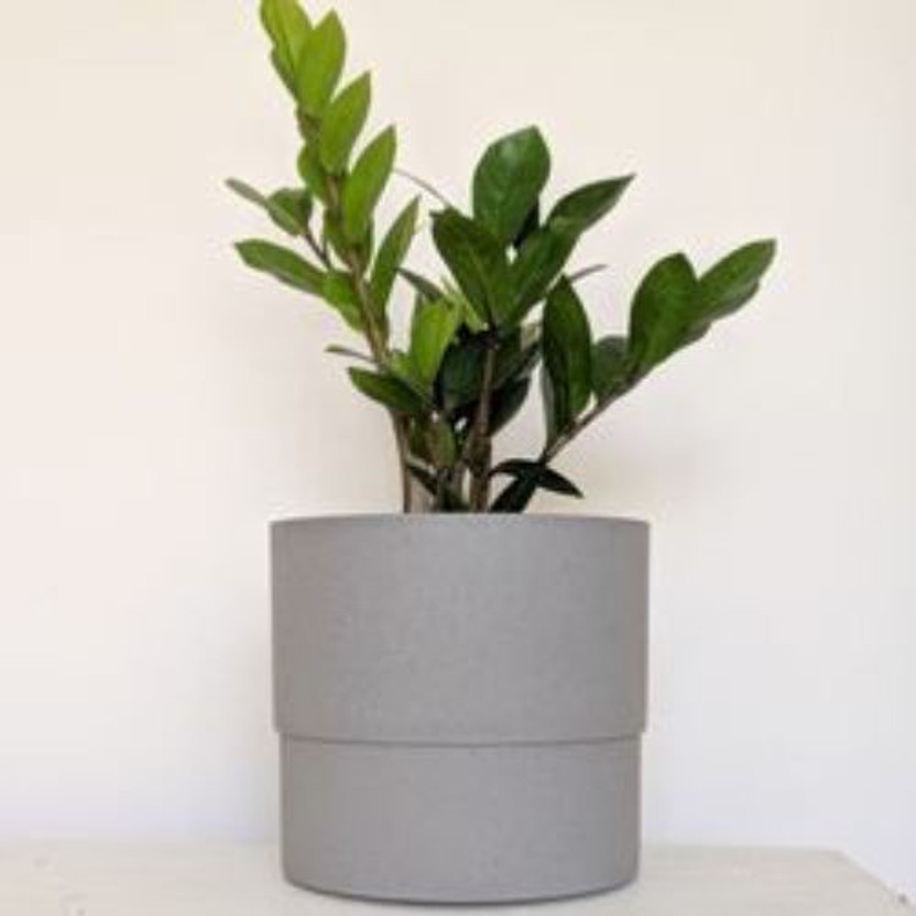 Vijay Sales Heart Leaf Oxycardium Plant(Hybrid, Pack of 1)