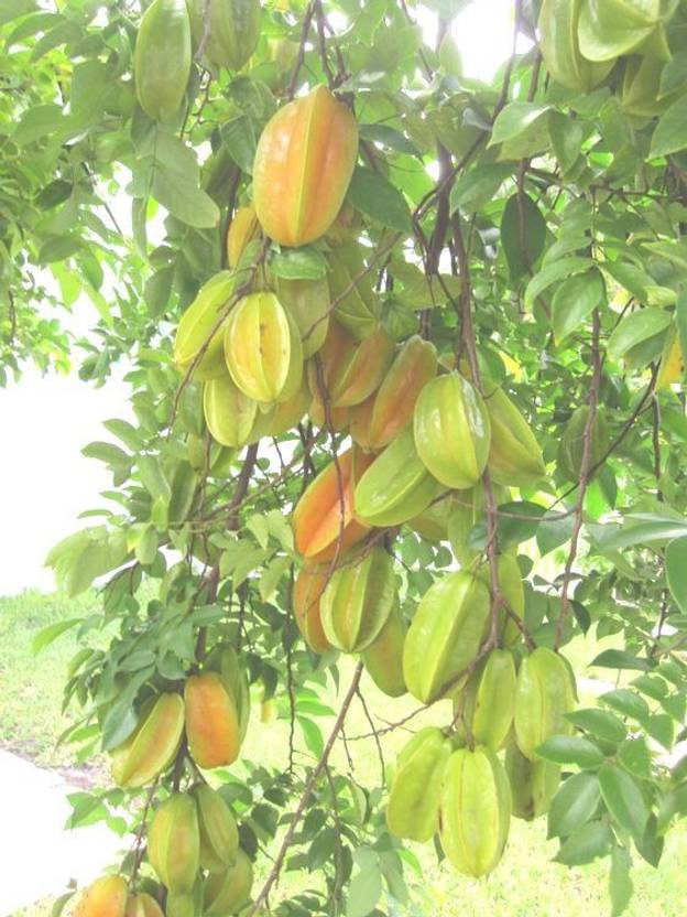 Vamsha Nature Care Carambola Star Fruit Kamrakh Healthy Live Plant