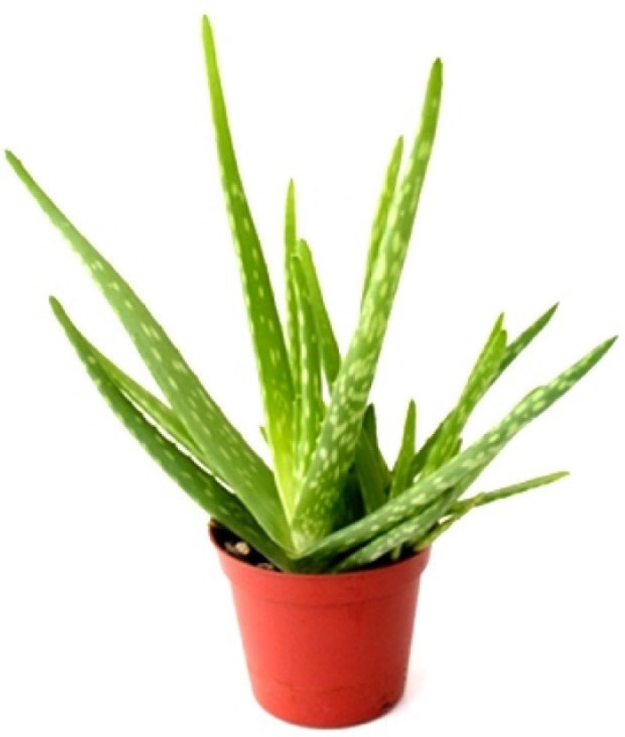 THE GREEN HOUSE Aloe Vera Plant(Hybrid, Pack of 1)