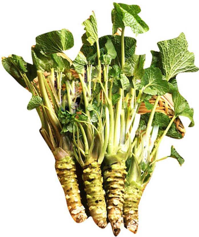 Futaba Japanese Horseradish/Wasabi 100 Pcs Seed Price in India Buy