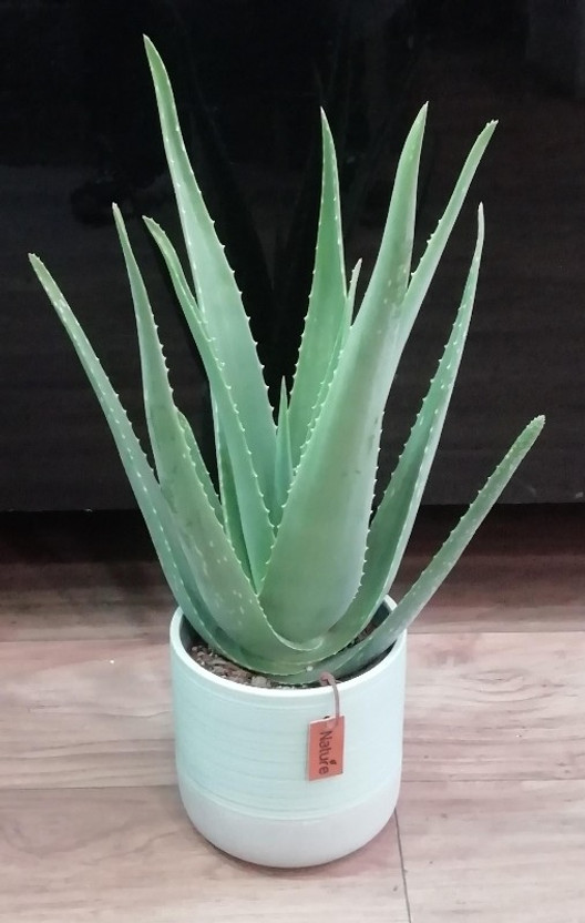 GreenyOn Aloe Vera Plant(Hybrid, Pack of 1)