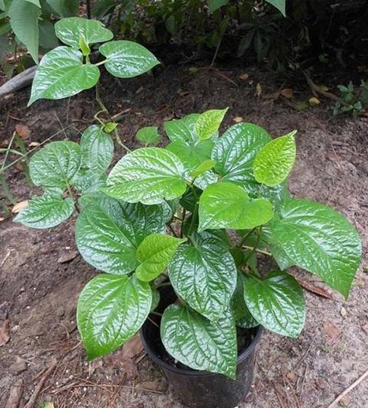 Trothic Gardens Betel Leaf Live Plant (Piper betle) Medicinal Herb