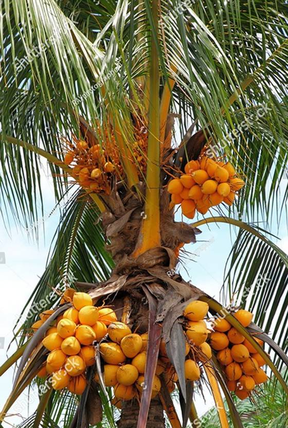 Trothic Gardens Dwarf Coconut Plants" Chowghat Orange" Cocos nucifera