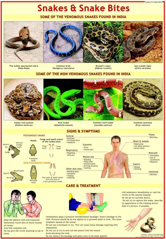 First Aid chart - Snakes and Snake Bite Photographic Paper ...