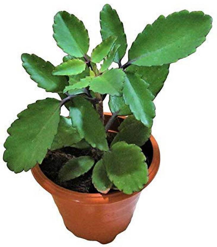Dream mall Bryophyllum Pinnatum/Patharchatta Plant Price in India Buy