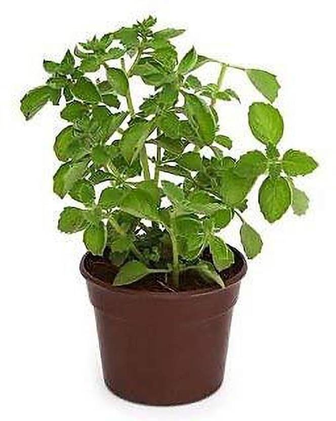 Plants Point Ajwain Plant Price in India Buy Plants Point Ajwain