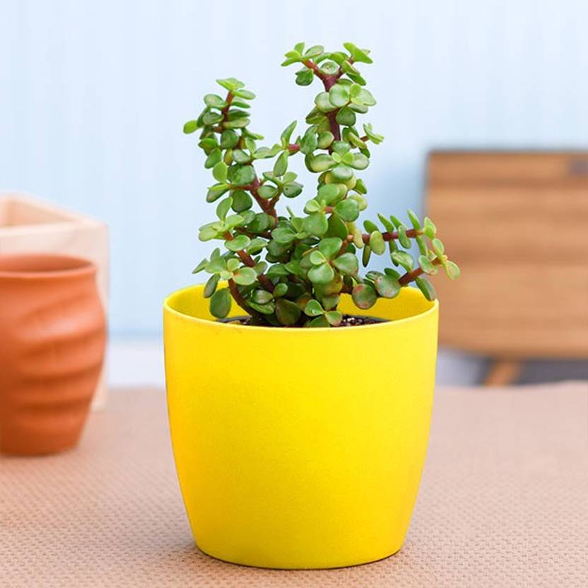 Mohini Plant Jade Plant Price in India Buy Mohini Plant Jade Plant online at