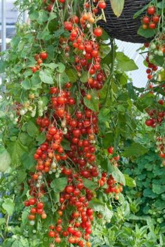 Crapulous CHERRY TOMATO Seed(25 per packet)