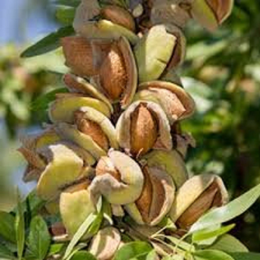 Cloud Farm Almond Plant  sapling(Hybrid, Pack of 1)
