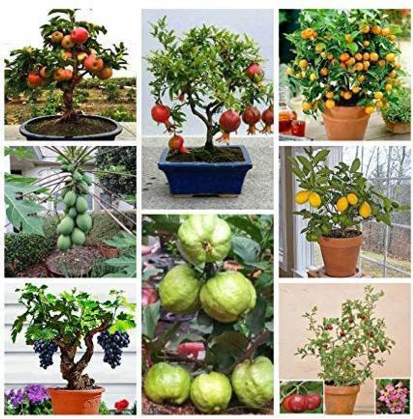 BEE Garden Lemon Guava, Orange, Papaya Seed(20 per packet)