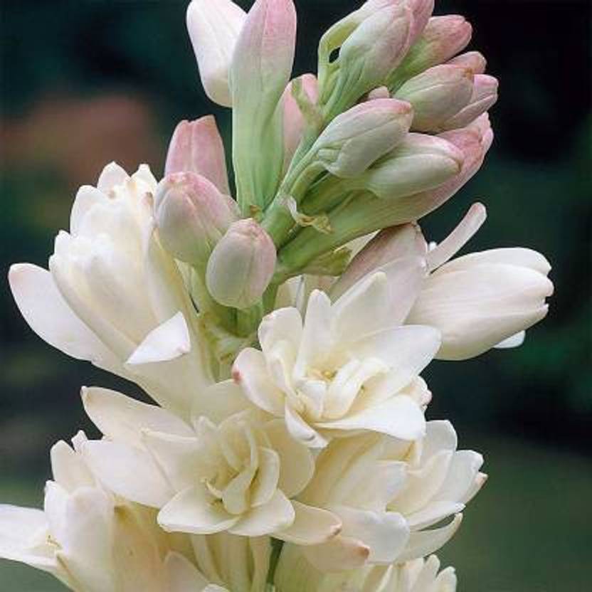 DSD Polianthes Tuberosa, Tuberose, Rajnigandha Bulb, Sugandraja Seed