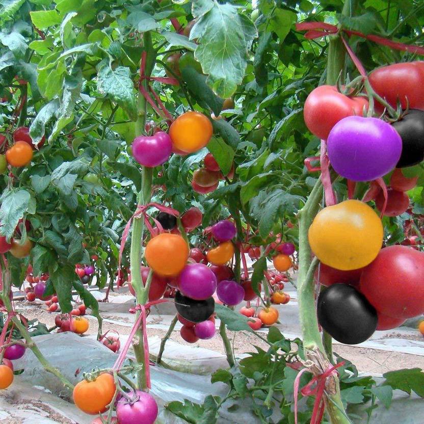 Qualtivate ™ Imported Rare Dwarf Rainbow Tomato Seeds Seed Price in