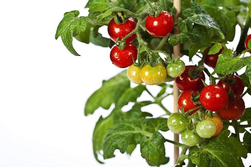Ovule 50 Tiny Tim Dwarf Heirloom Cherry Tomato Seeds Seed Price in