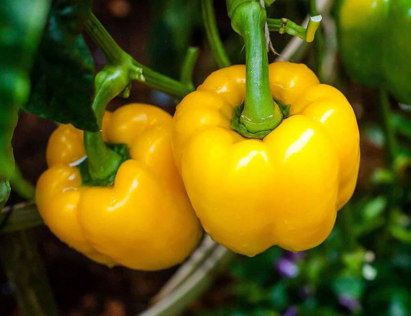 YOUNG STAR YELLOW CAPSICUM Seed Price in India Buy YOUNG STAR YELLOW CAPSICUM Seed online at