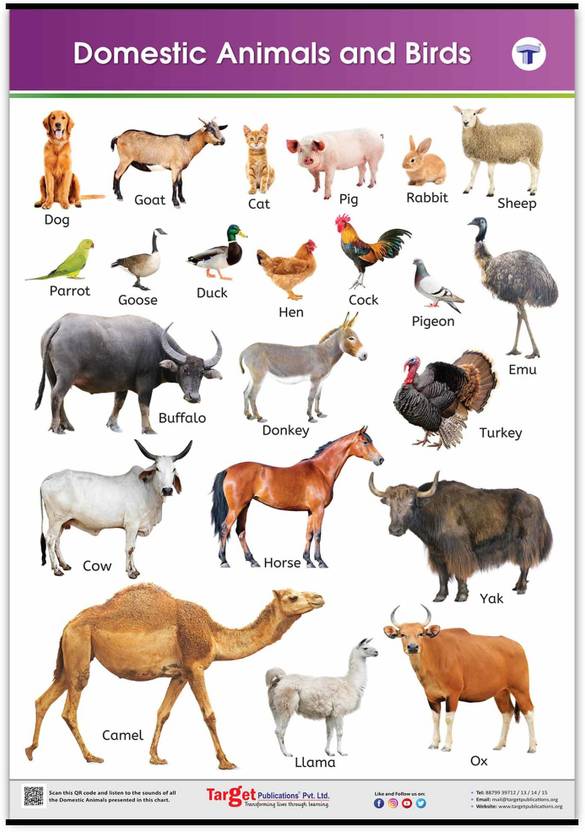 Target Publications Jumbo Domestic Animals and Birds Chart for Kids