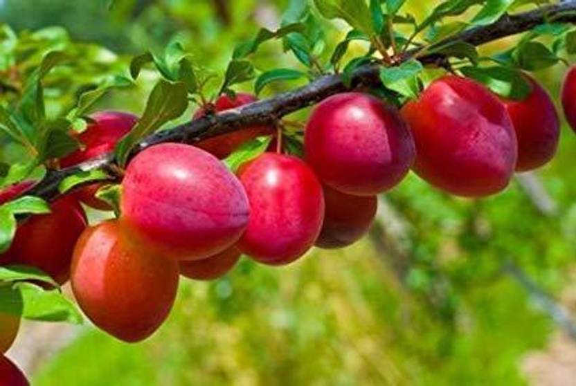 Ayansh Plants Aloo Bukhara/Plum Plant Price in India Buy Ayansh