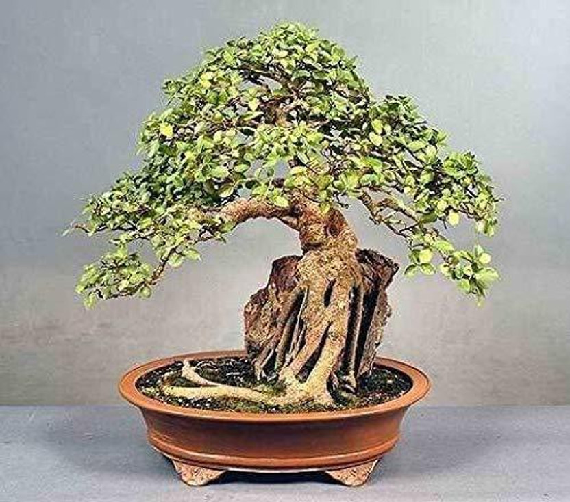 Tigress Ficus Plant(Hybrid, Pack of 1)
