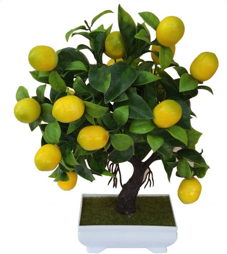 casakrafts Unique Lemon Tree Bonsai Plant for Home/ Office/ Coffee