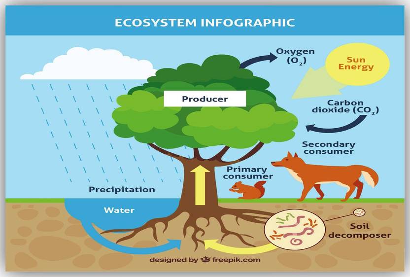 ECOSYSTEM POSTER Paper Print - Educational posters in India - Buy art