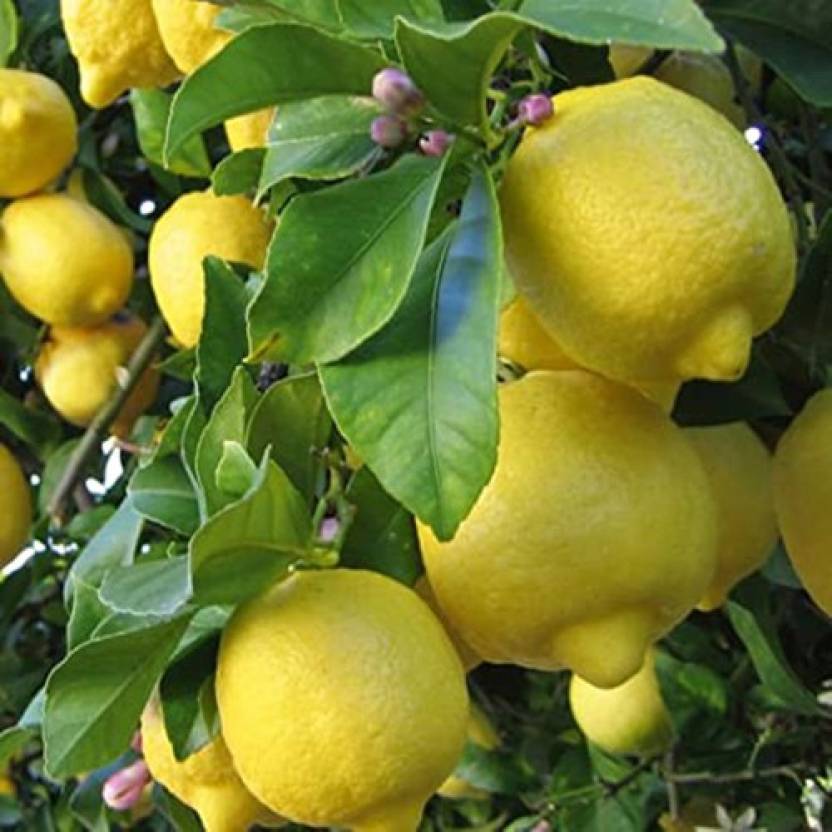 LushGreen Lemon Plant Price in India - Buy LushGreen Lemon Plant online ...