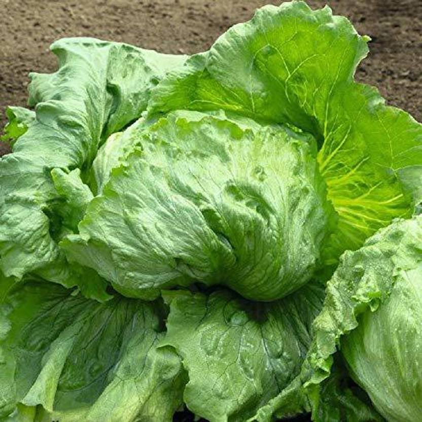 Dream mall Lettuce Grand Seed Price in India Buy Dream mall Lettuce