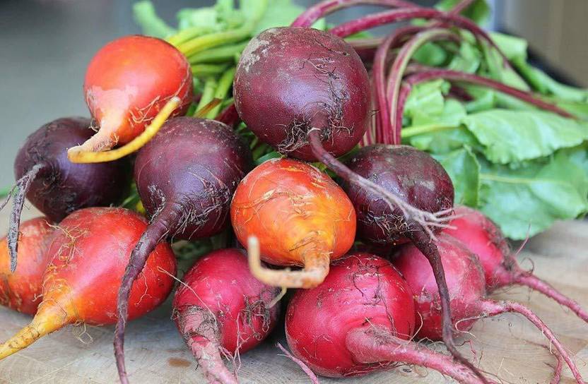 Qualtivate ™ Vegetable Seeds Blood Turnip Seeds Beet Root1000 Seed