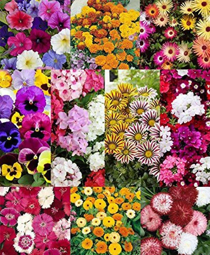 Seedshub Flower seeds combo Seed Price in India Buy Seedshub Flower