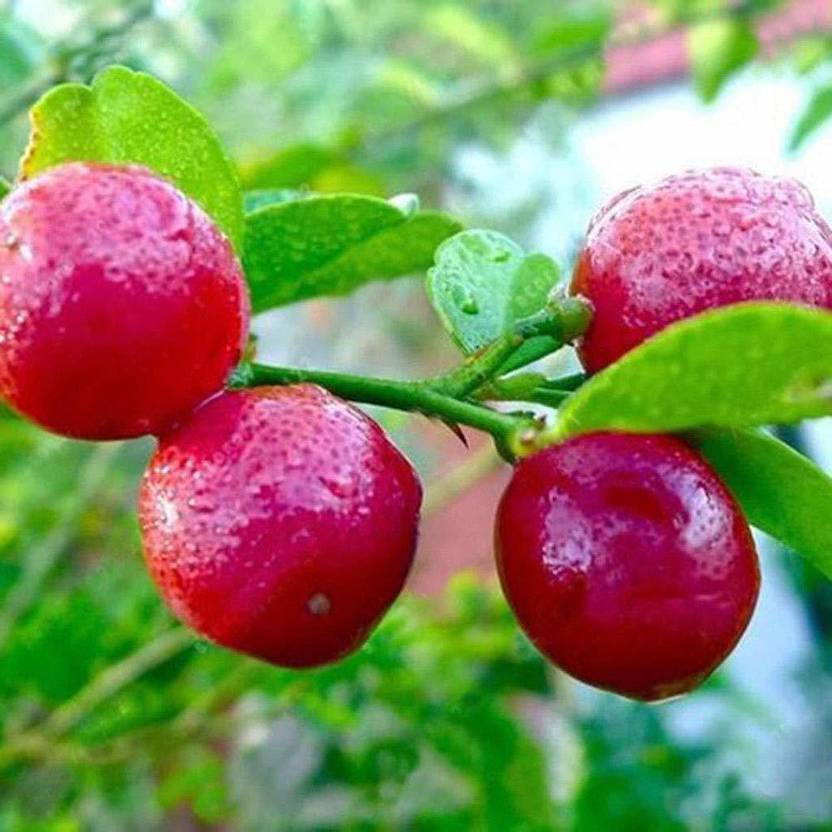 DIOART ™ XII273 Rare Red Lemon Tree Seeds High Survival Rate Fruit