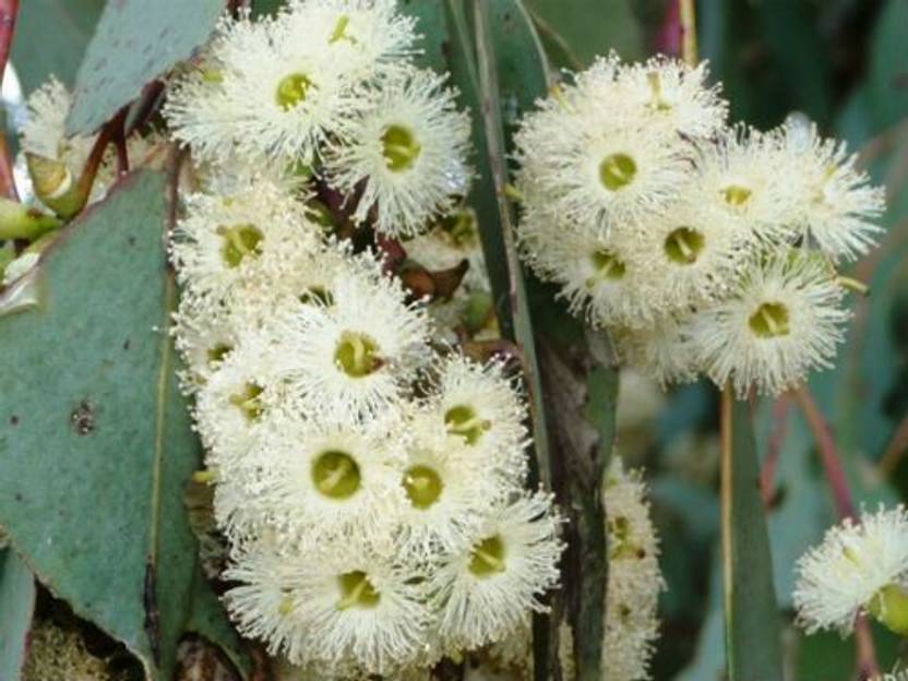 LIVE GREEN Plant Seeds Eucalyptus White/Safeda Seeds