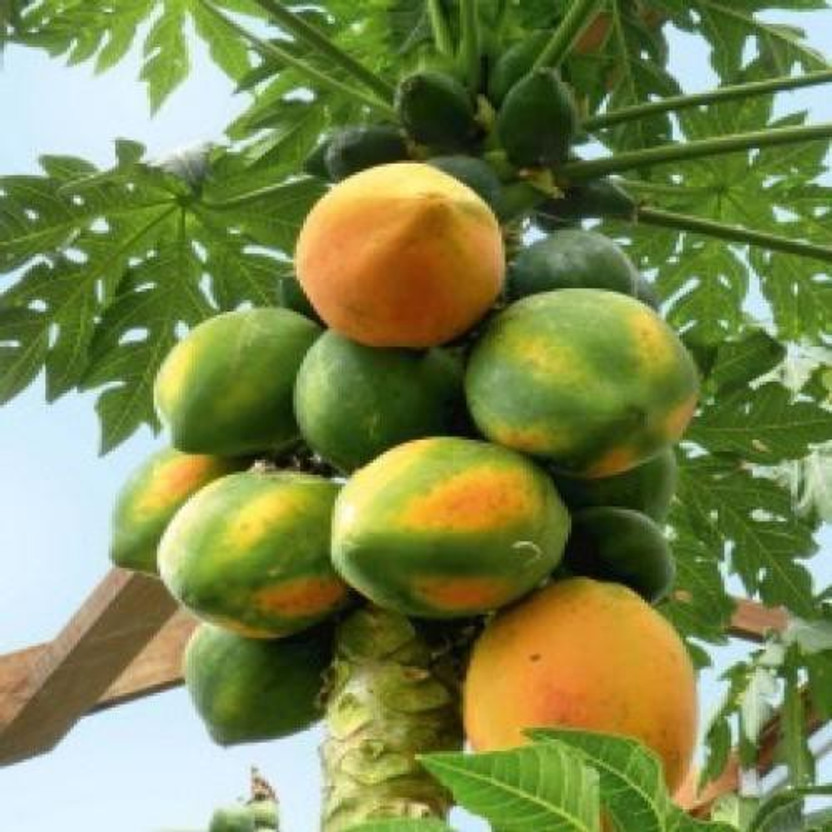 gardenUpp Papaya Seed(260 per packet)