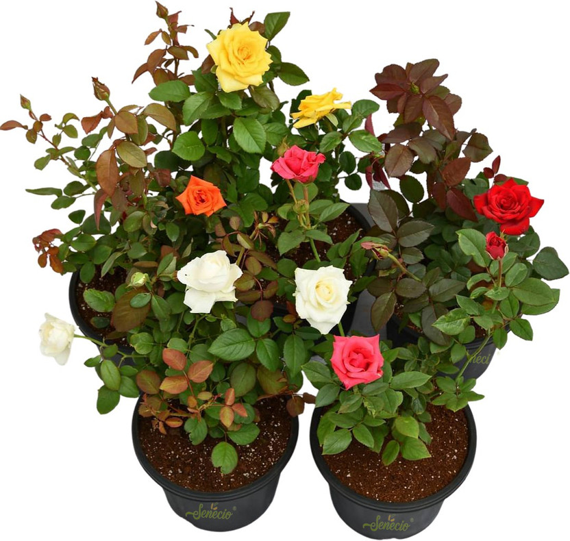 Cloud Farm Rose Plant(Hybrid, Pack of 5)