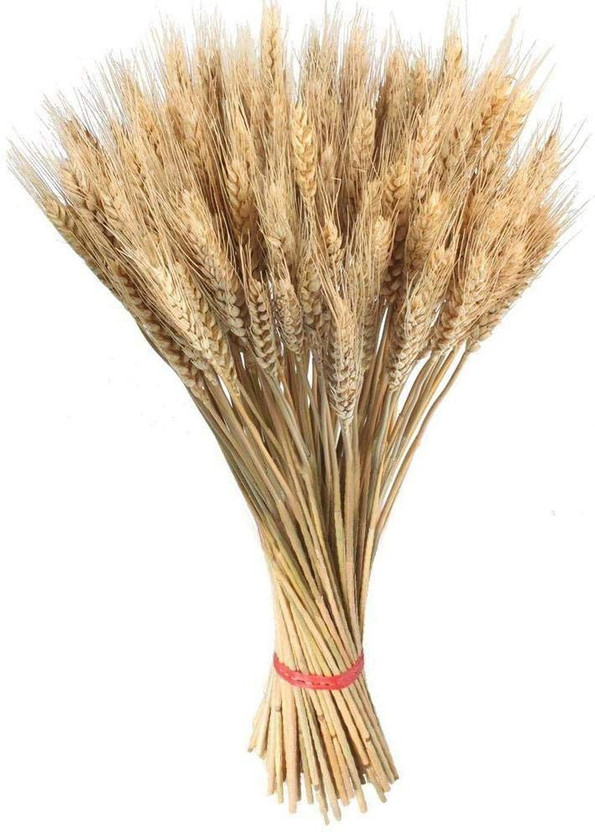 VibeX ® LXI-1332-Wheatgrass Seeds Blended Natural UK Microgreen Seed(2000 per packet)