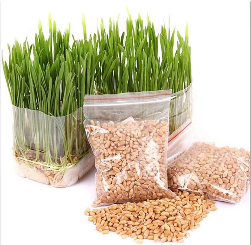 VibeX VibeX ® MXI-1392-Sunshine Wheatgrass microgreen Sprouting Seeds Seed(10 per packet) - Flipkart Deal