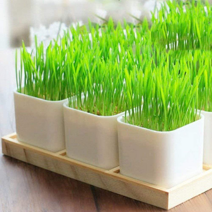 VibeX ® LXI-1500-Super Agri Green Wheat Grass Organic Seeds Seed(50 per packet)
