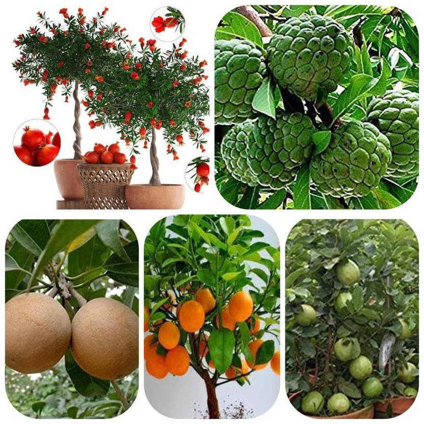 BEE Garden All Climate Mega Combo Tree Seeds & Fruit Seeds Non Hybrid