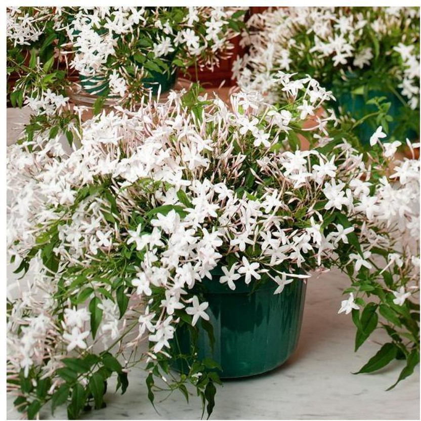 EdensFild Jasmine Plant(Hybrid, Pack of 1)