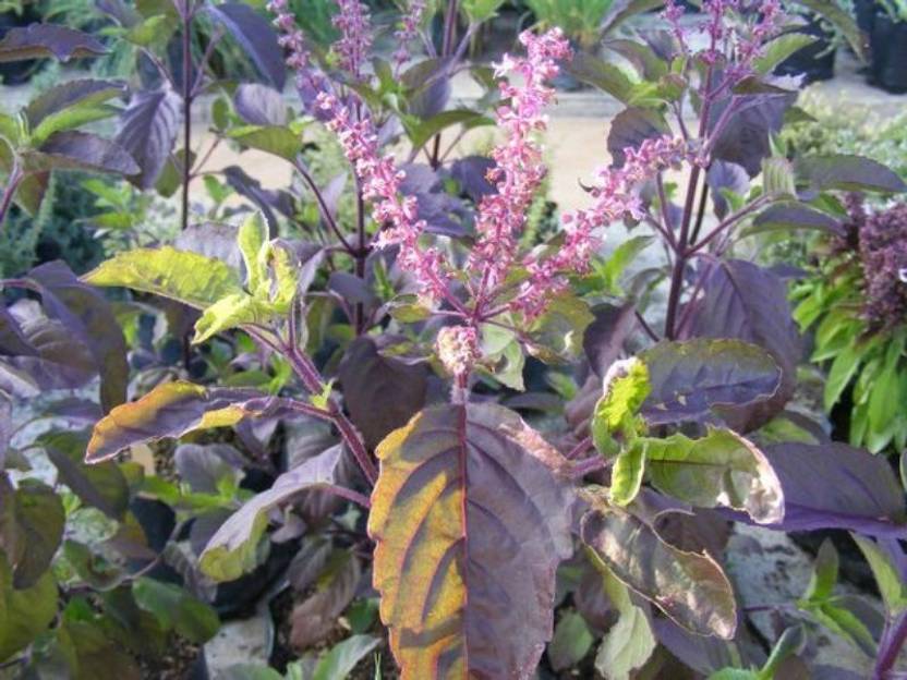 Pioneer Natural Krishna Tulsi, Shyama Tulsi, Purple Tulsi, Black Tulsi