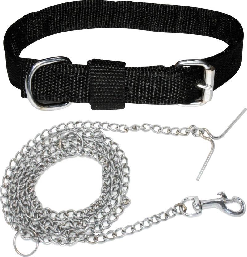 BODY BUILDING Dog Belt Combo for Small Dogs & Puppies Dog Collar & Chain Price in India Buy