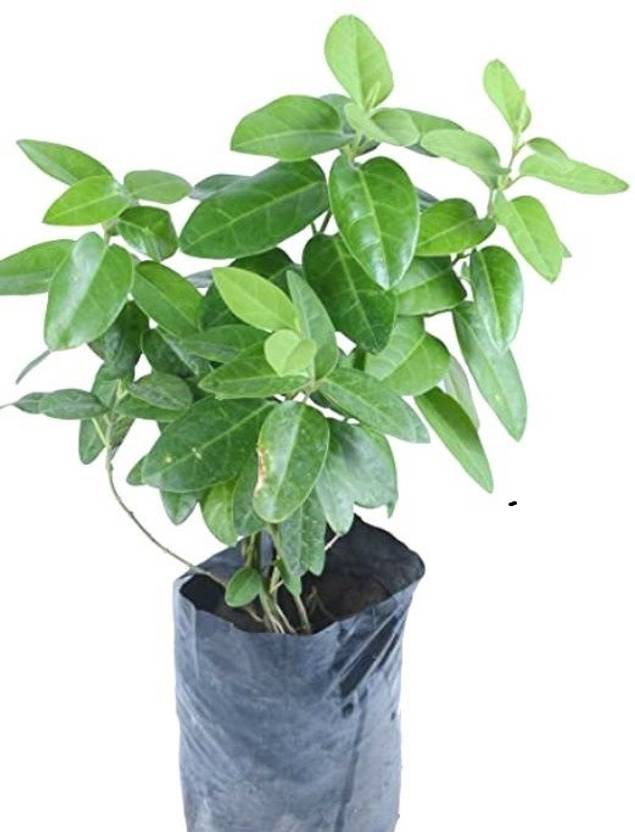 Indiana Herbalife Indian Ipecac Plant Price in India Buy Indiana